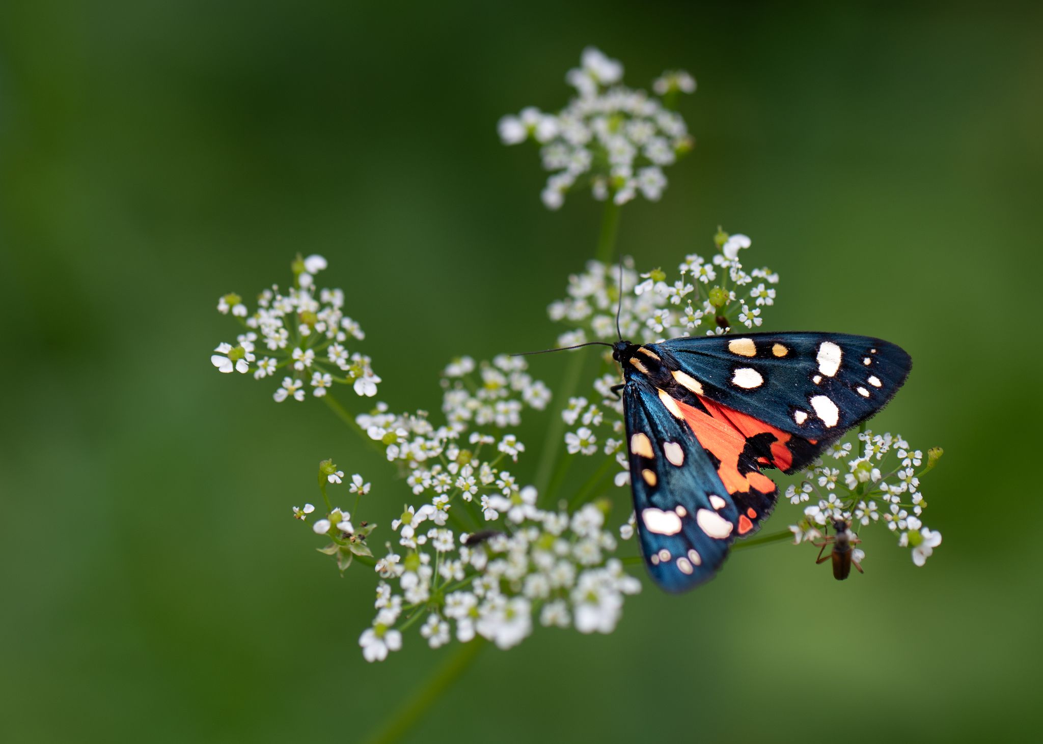 Schönbär (Callimorpha dominula)
